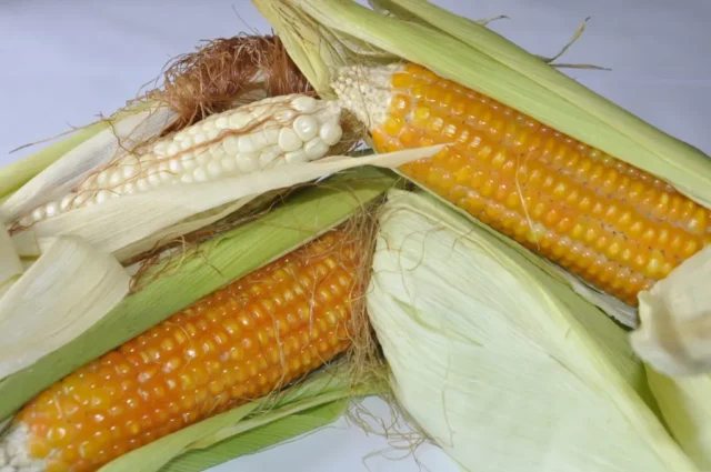 IITA Maize Improvement Program has successfully developed Striga-resistant, provitamin-A-enhanced, and early maturing varieties.