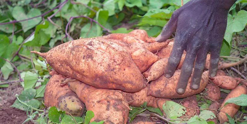 Orange fleshed sweet potato harvested from the ENABLE-TAAT OFSP demonstration plot.