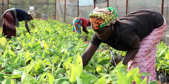 Women contributing to agricultural production through plantain farming.