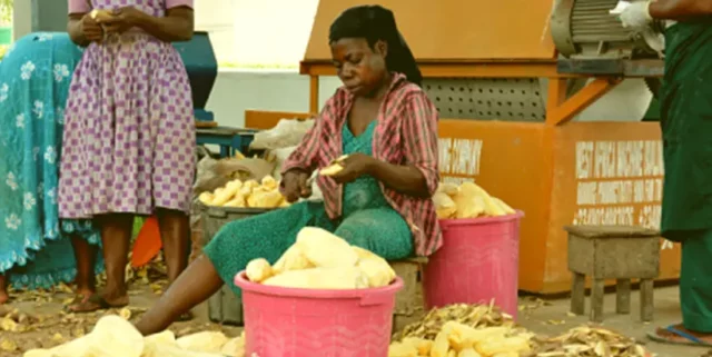 Women peeling cassava for processing at IITA Cassava processing center