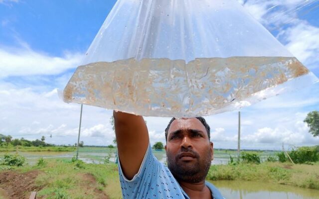 A bag of mola fry produced at Biswal Aquatech hatchery in Odisha. Photo by Rashmi Ranjan Das.