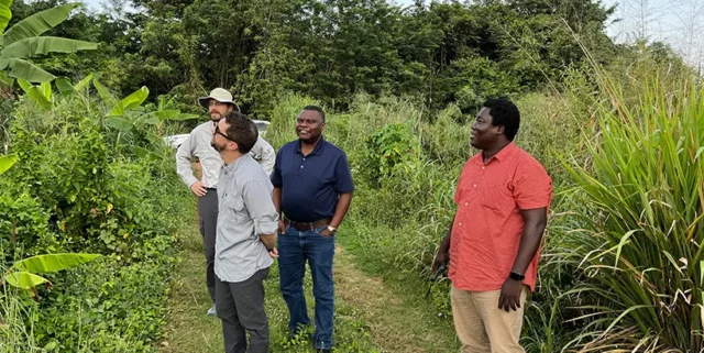 Visitors and Dr Yao Kolombia visiting banana field plots in IITA’s West Bank to observe diseases of interest. Photo: IITA/Alejandro Ortega-Beltran