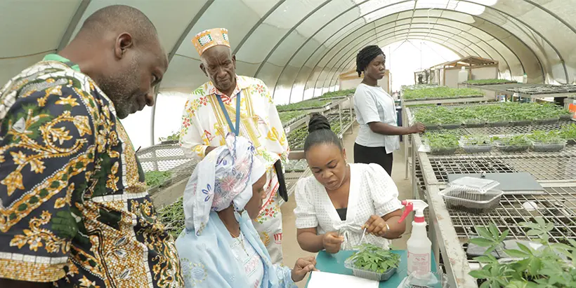 Mrs Barry on a tour of SAH where cassava planting materials are multiplied in IITA.