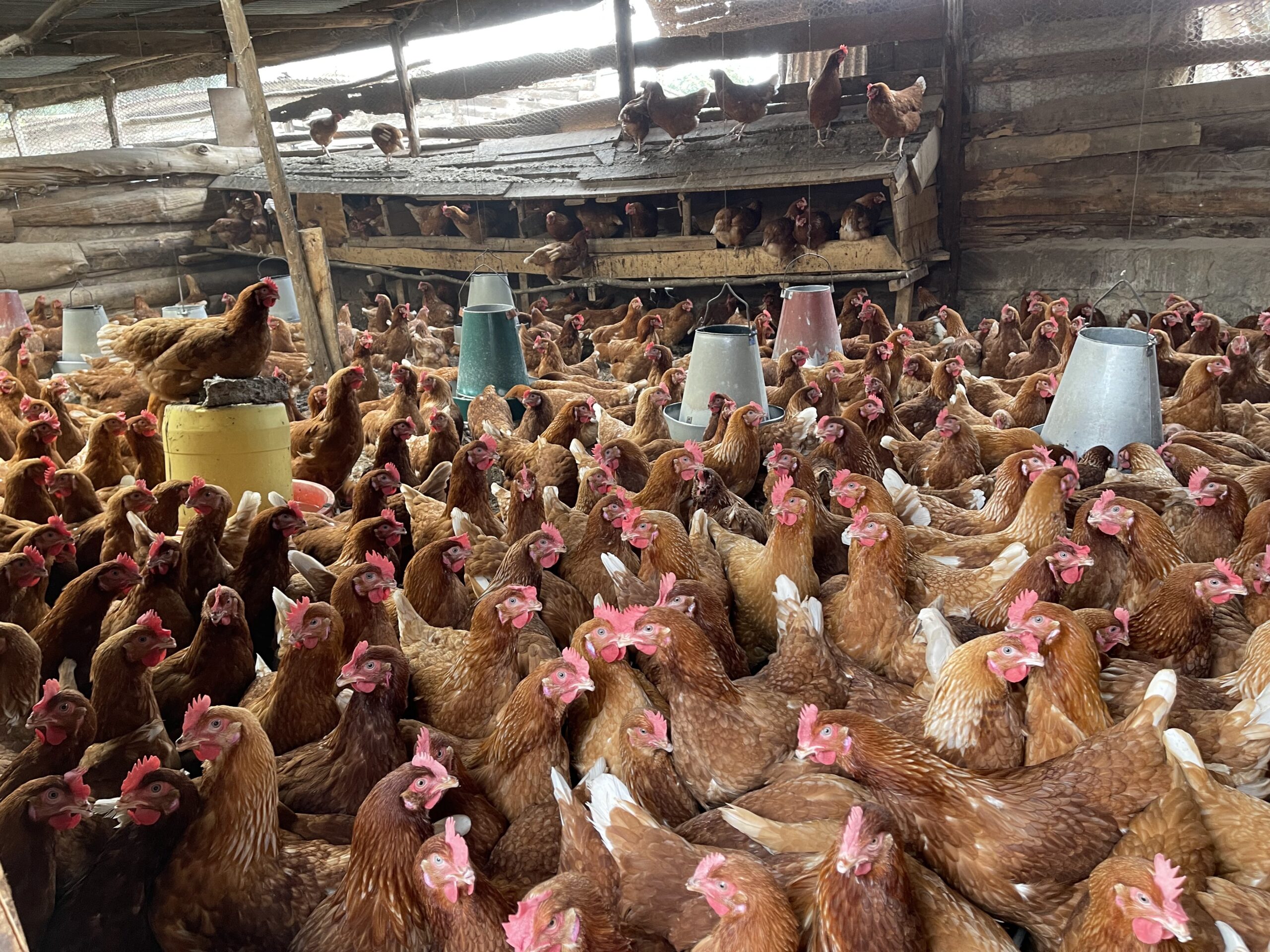 Chickens on a poultry farm in Kiambu County, Kenya (photo credit: ILRI/Hung Nguyen-Viet)