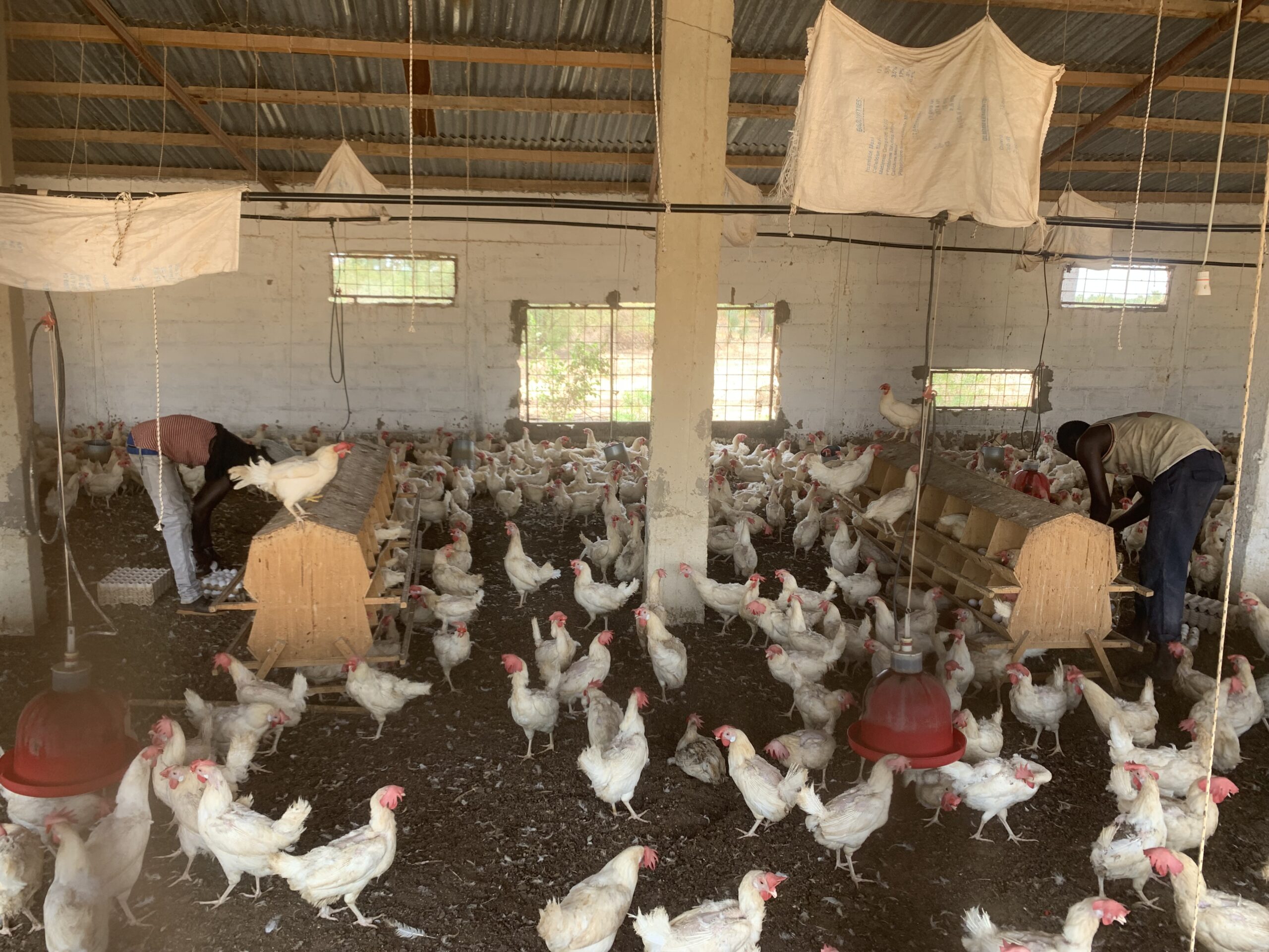 Peri-urban poultry production in Thiès, Senegal (photo credit: ILRI/Pape Faye)