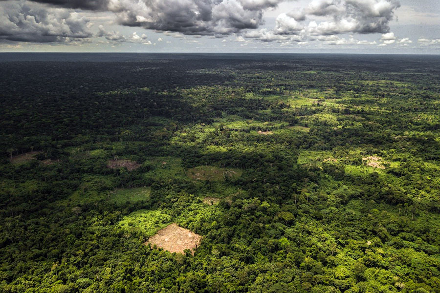 Over a quarter of Congo Basin forests at risk of vanishing by 2050 - CGIAR