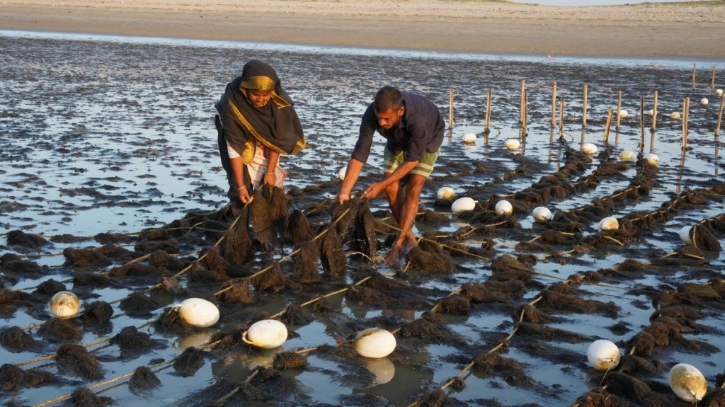 Seaweed is able to sequester an average of 173 megatons of carbon annually worldwide. Photo by Asad Rassel.