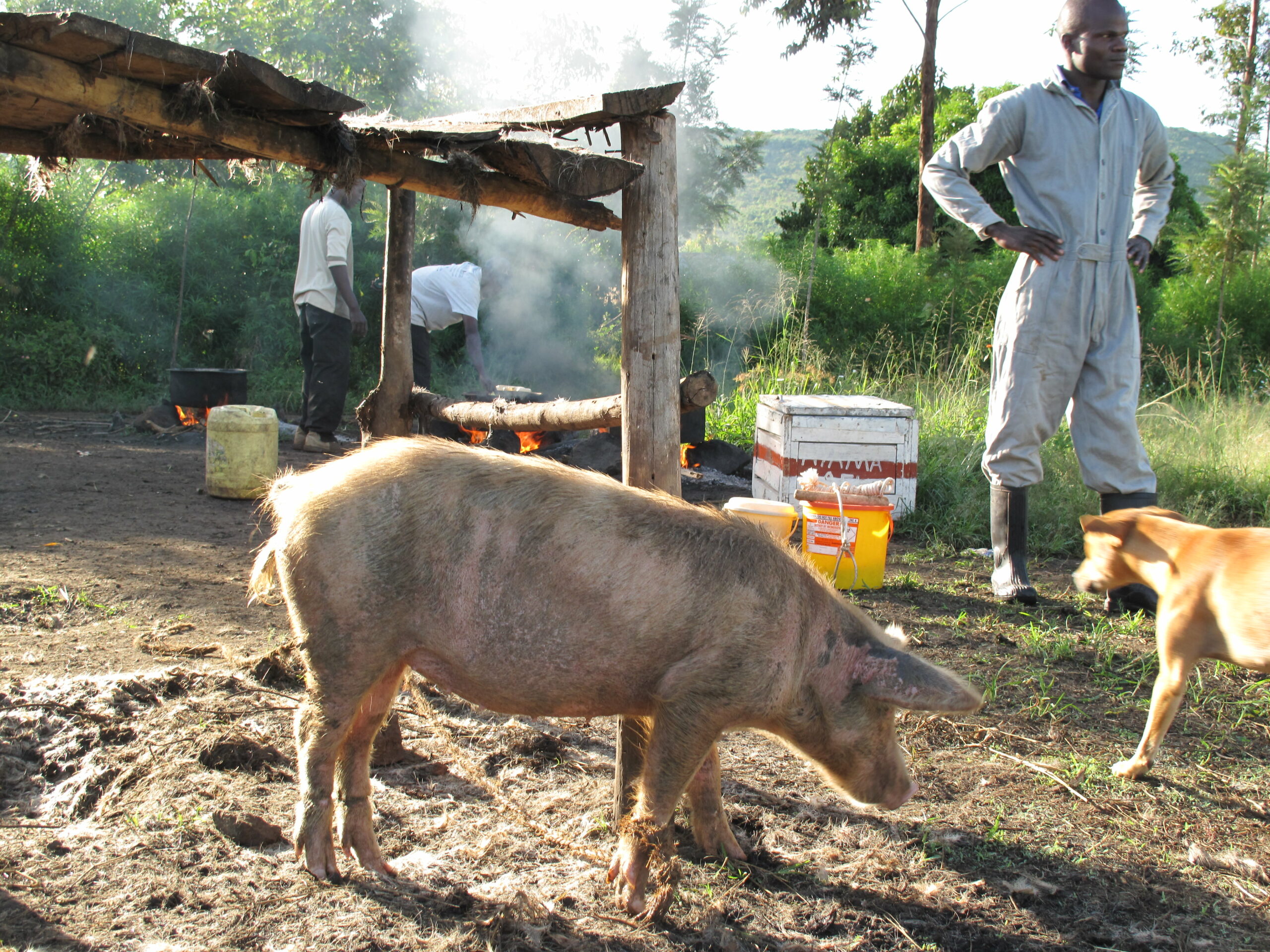 A pig at the slaughter site in Busia, Kenya (photo credit: ILRI/ Charlie Pye-Smith).