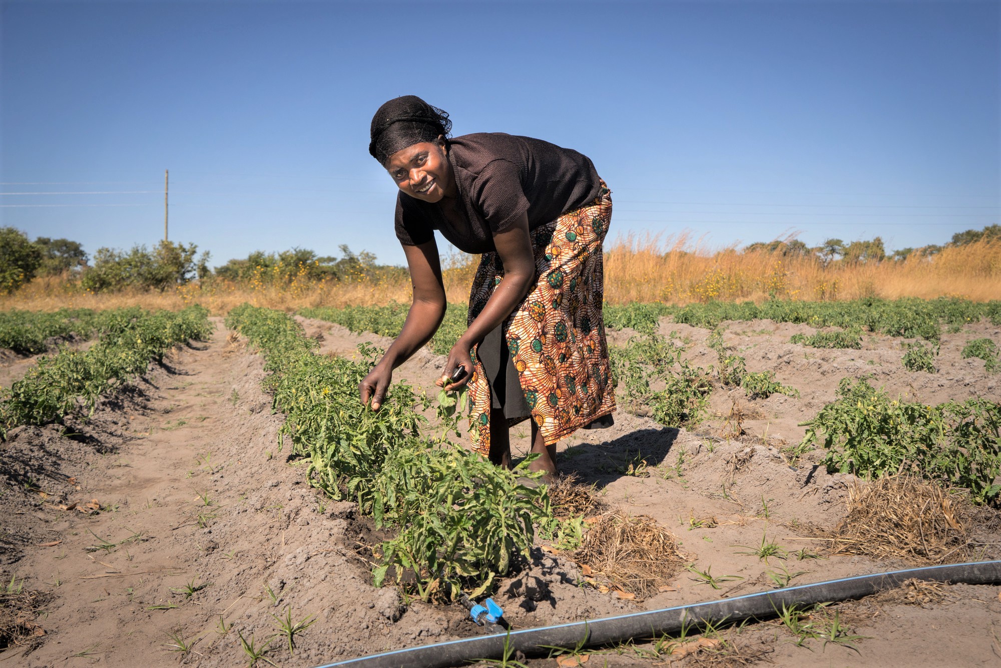 Mandrena Kunda from Lukomba area working in farm using drip irrigation to irrigate crops. Photo credit: Adam Öjdahl.