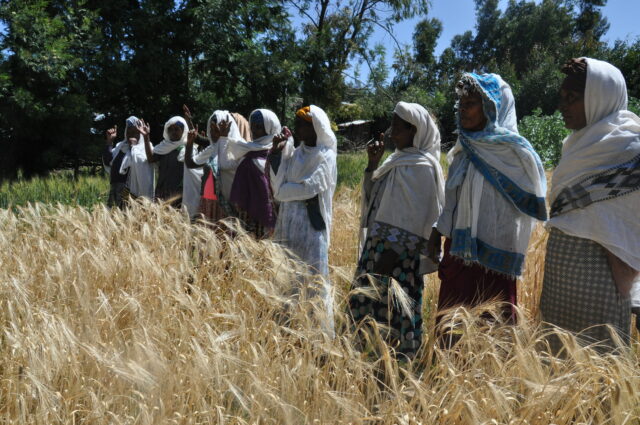 A group of women farmers participating in an assessment of preferred traits of food-type barley varieties in Salasfa Village. Photo credit: Abinet Tadesse/ICARDA.