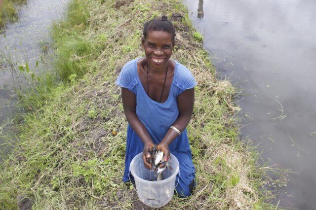 The polyculture of small and large fish species in the homestead ponds in Zambia would offer a direct source of food for household consumption rather than farming tilapia strictly for markets. Photo by Lulu Middleton.