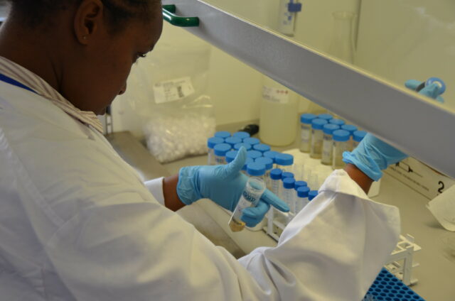 Aflatoxin research at the International Livestock Research Institute (ILRI/Paul Karaimu)