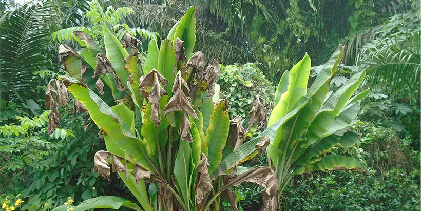 Bunchy top disease-affected banana plant in Ipokia LGA in Ogun State of Nigeria. Photo: IITA/L. Kumar