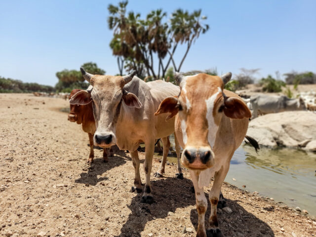 Cattle at a drying river in Isiolo County, Kenya
