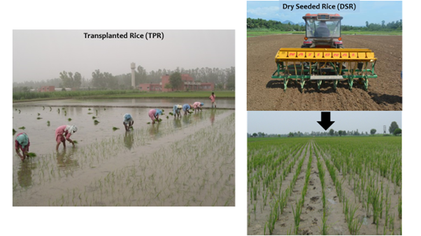 Direct seeded rice: what are the benefits, potential and suitability in  Haryana, India? - CGIAR