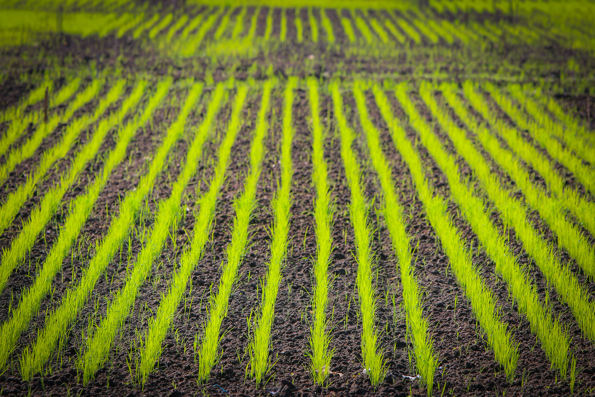 Direct Dry Seeding of Rice (DSR), an Ultimate Pathway for Sustainable Rice  Production in Pakistan