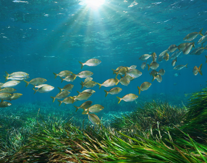 According to a new study published in Cybium, FishBase is one of the most cited sources in the history of scientific research. Photo by Damocean/Getty Images.