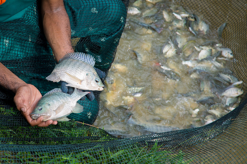 Genetically improved farmed tilapia (GIFT) in Jitra, Malaysia. Photo by WorldFish.