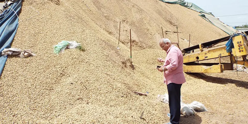 IITA Emeritus Scientist Ranajit Bandyopadhyay co-founded the Aflasafe Initiative in 2002 for which he was awarded the first Outstanding Scientist award in 2012.