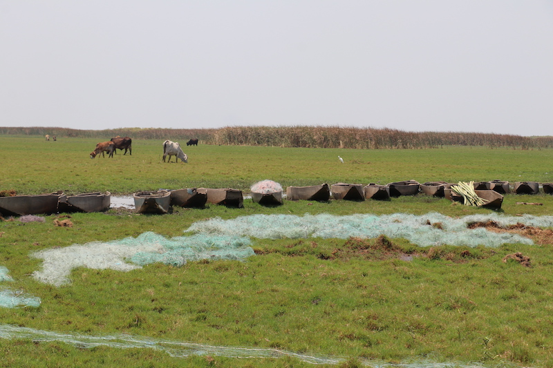 The Kafue flats are a vital asset in the life of the people who live near the wetlands because they are a source of income. Photo by Agness Chileya.