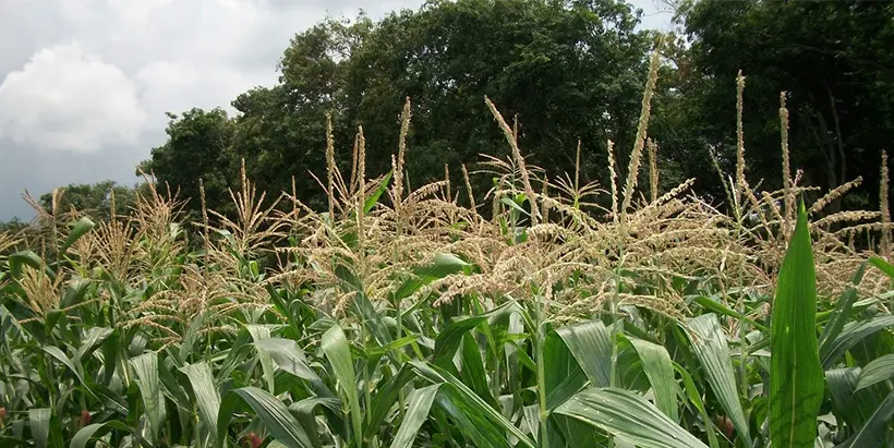 Maize hybrids cultivated in one of the five agroecological zones across Nigeria