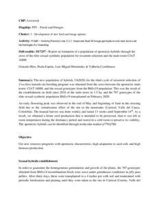 Report on formation of a population of apomictic hybrids through the cross of the elite sexual-synthetic population for recurrent selection and the male tester CIAT 16888