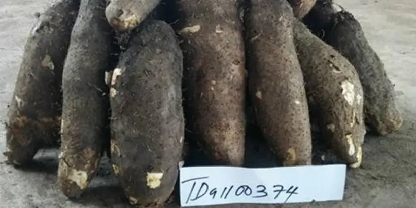 New Yam Varieties