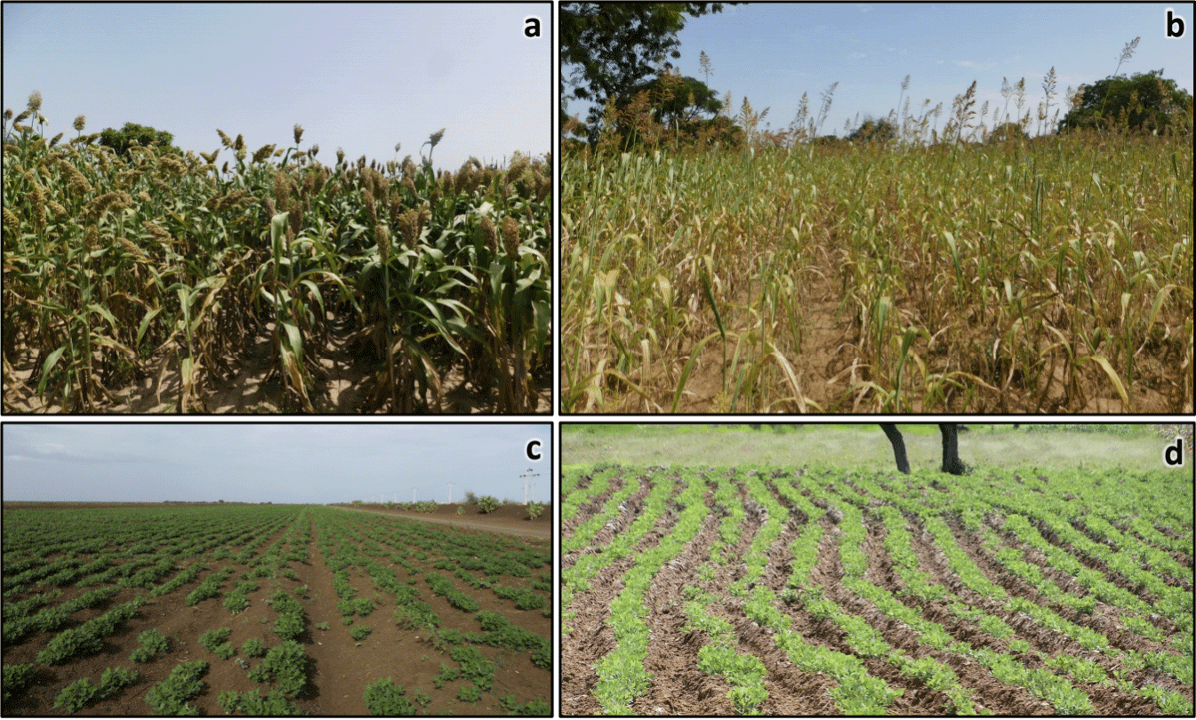 Reduced imports of wheat and maize from Ukraine and Russia will push affected countries to increase local production of other staples such as improved (a) or landrace (b) sorghums, or groundnut (c,d). In low- and middle-income countries, both sorghum and groundnut are greatly affected by mycotoxin contamination.