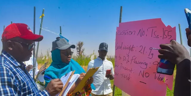 Participants at the African yam bean selection event in Kano, northern Nigeria.