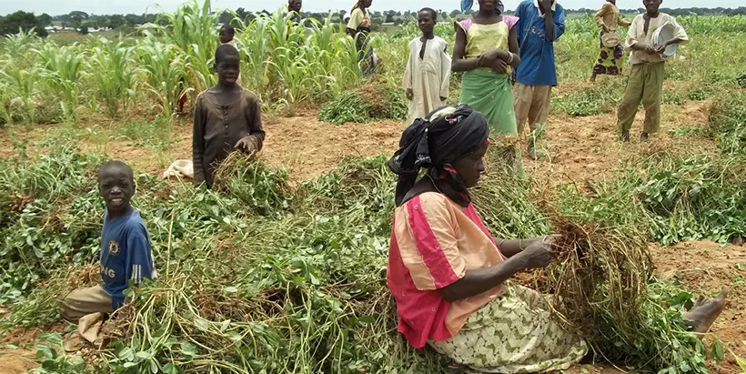 Smallholder farmers harvesting groundnuts.
