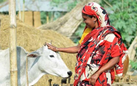 Bangladesh dairy