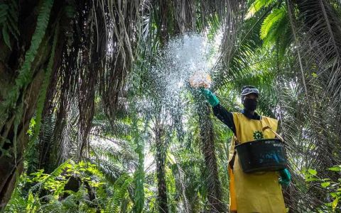 A worker in Indonesia spreads fertilizer on palm oil trees in September 2022.