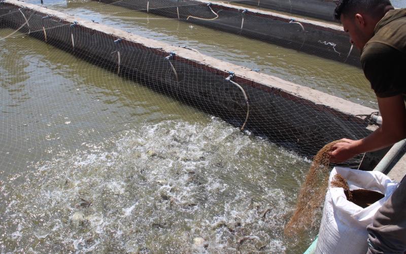 A worker feeds the Abbassa strain Nile tilapia reared in WorldFish's in-pond raceway system (IPRS) in Abbassa, Egypt. Photo by WorldFish.