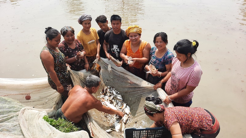 A women-led fish harvesting group in Rowangchhari, Bandarban. Photo: WorldFish, Bangladesh