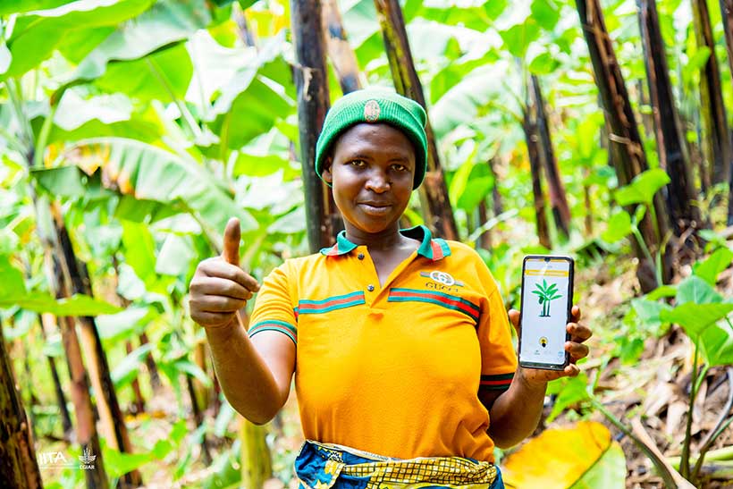 Digital tools deployed by IITA are helping to effectively monitor and manage BXW, the most devastating banana disease