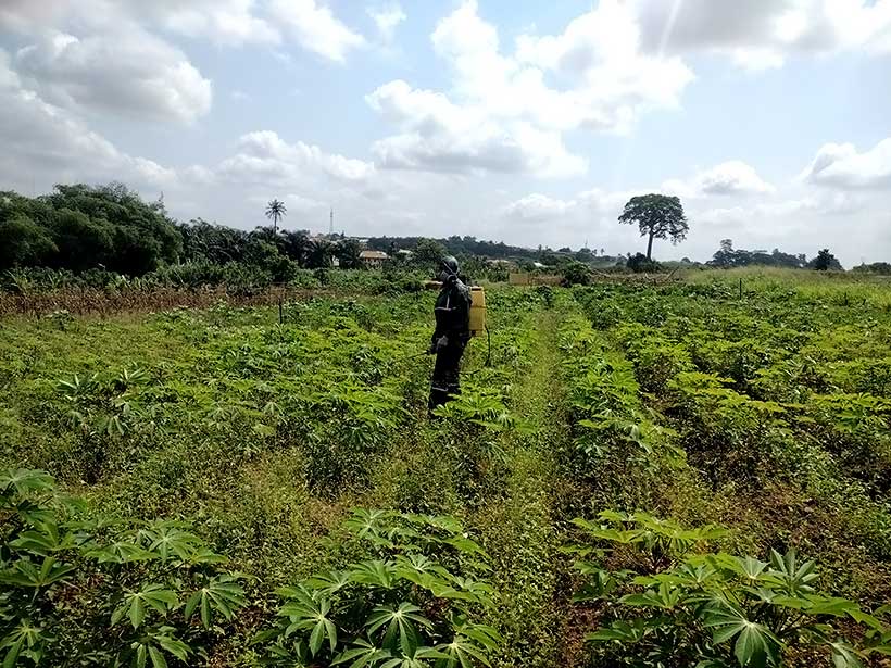 Maria Egwakhide, well-kitted and spraying her cassava farm in Oyo State with herbicide.