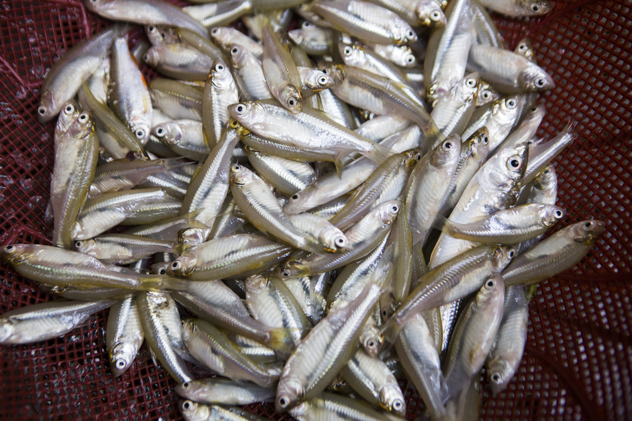 Photo: Mola fish in Bangladesh ready for cooking after being cleaned (credit: WorldFish).