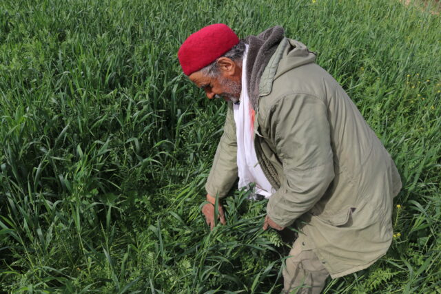 Multilocational and contextualized dissemination of forage mixtures - Small-scale on farm forage biomass management. Credit: ICARDA