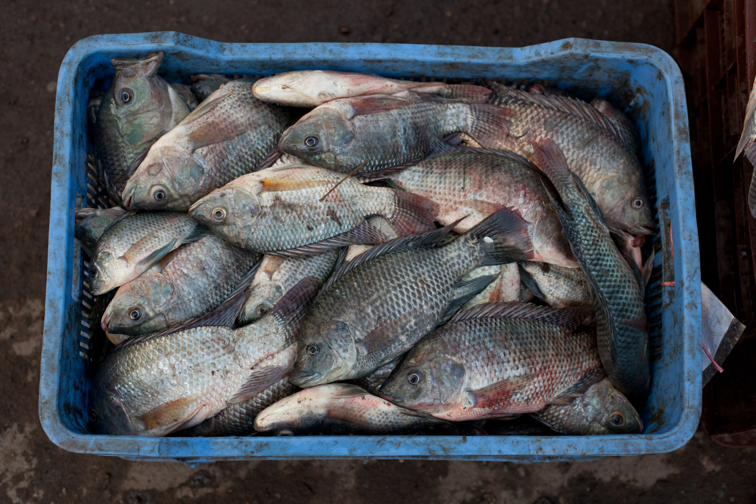 Photo credit: Tilapia fish at the wholesale market in Khulna, Bangladesh (Mike Lusmore/Duckrabbit).