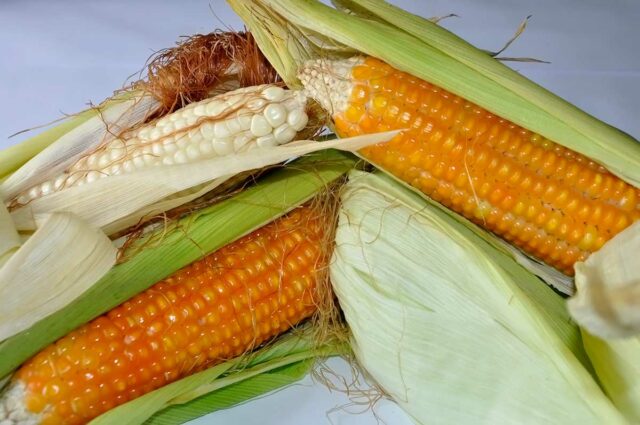 Vitamin A Maize