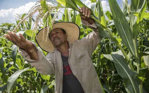 A farmer in Colombia examines a stalk of zinc-biofortified maize.