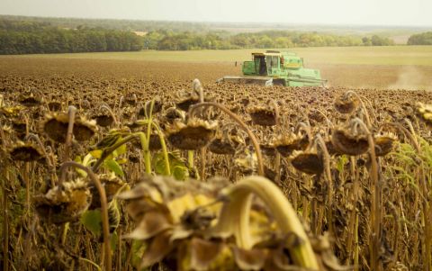 A harvester in a field of ripened sunflowers in Ukraine. Exports of Ukrainian sunflower seeds have flooded markets of nearby countries in Eastern Europe.