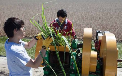 Researchers extract juice from sugarcane engineered to produce oil for biodiesel in addition to the plant's sugar