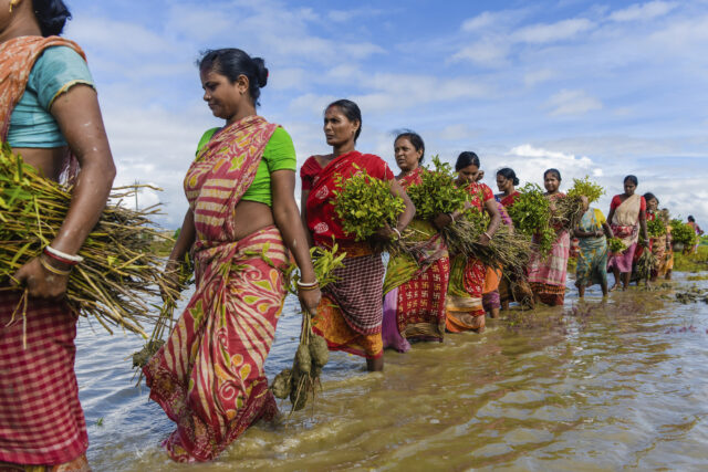 Women are seen queueing up to plant mangrove saplings along the riverbanks of the Matla river in Sundarbans, India. Credit: Photo: Avijit Ghosh / Climate Visuals.