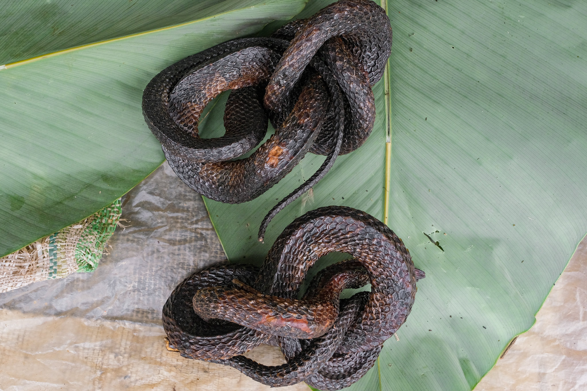 The Red-Bellied Snake  Finger Lakes Land Trust