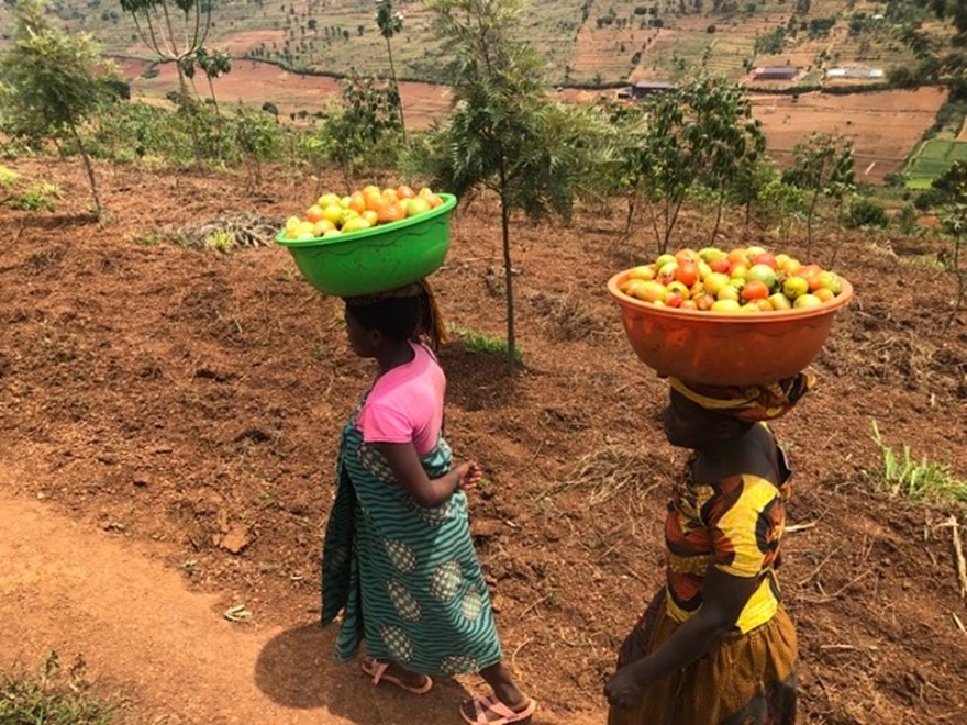 Women walking to the market with their produce. Photo credit: Afri-Farmers Market