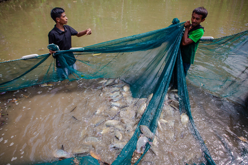 Fish farmers harvest genetically improved farmed tilapia. Photo: Shandy Santos