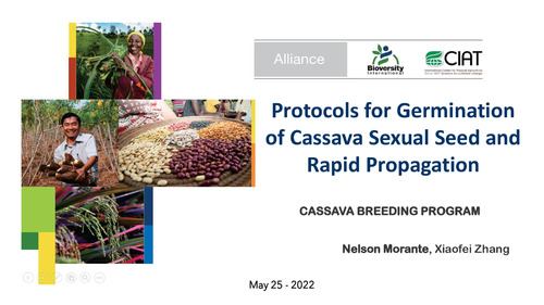 Protocols for germination of cassava sexual seed and rapid propagation