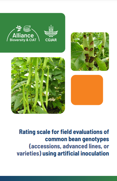 Rating scale for field evaluations of common bean genotypes