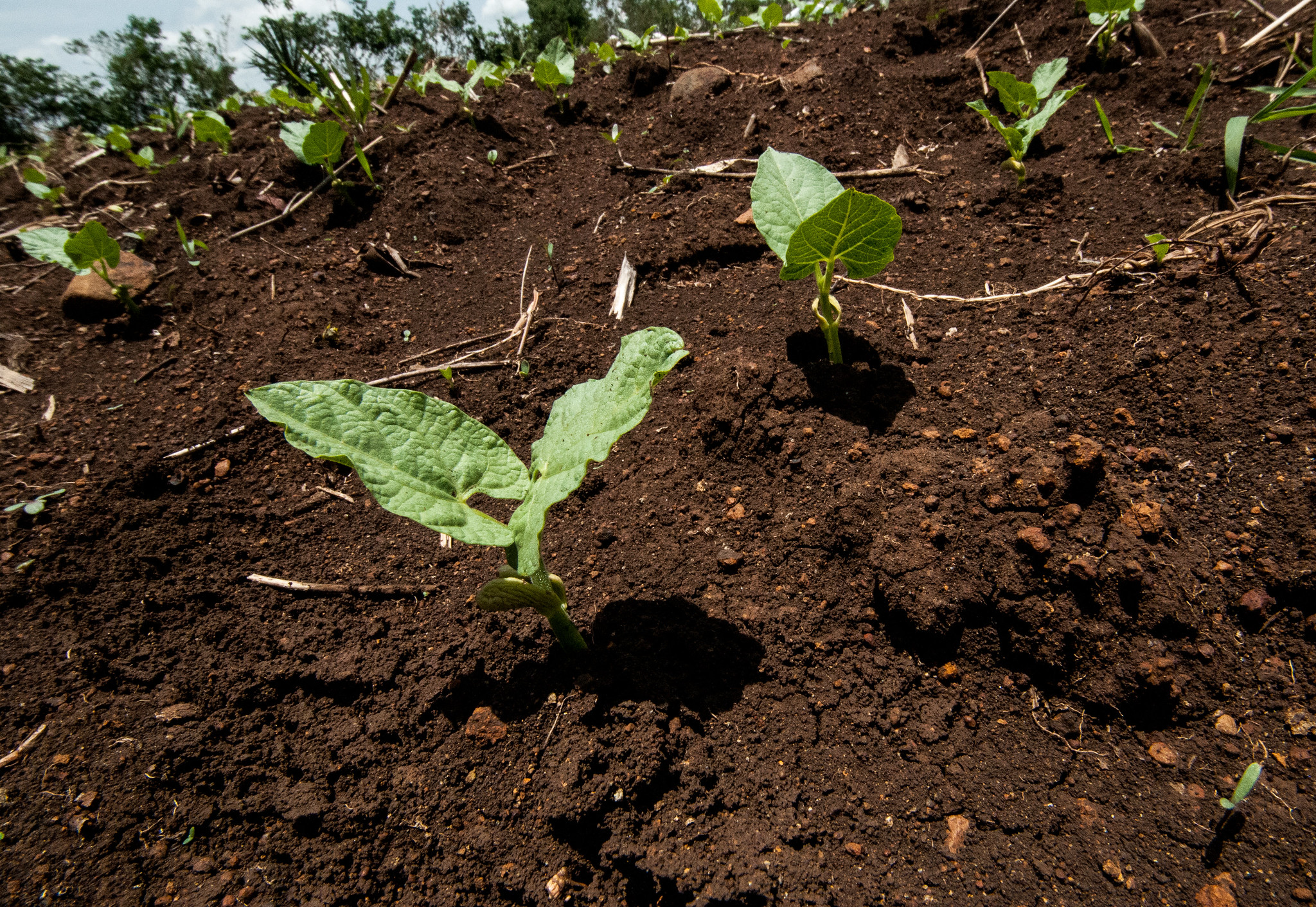 Quick-cooking beans sprouting in the soil in Kenya